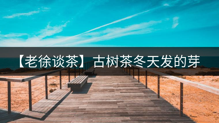 【老徐談茶】古樹茶冬天發(fā)的芽稱為冬茶？滋味如何呢？