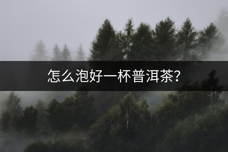 怎么泡好一杯普洱茶？