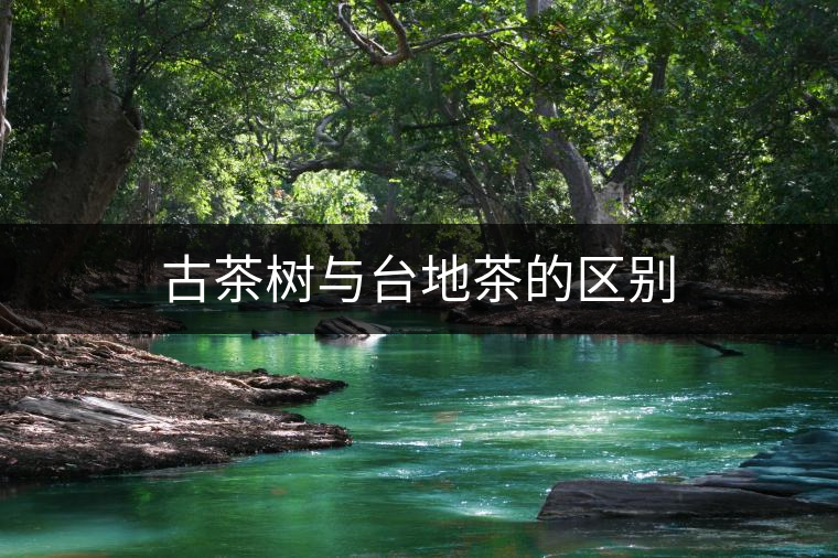 古茶樹與臺地茶的區(qū)別