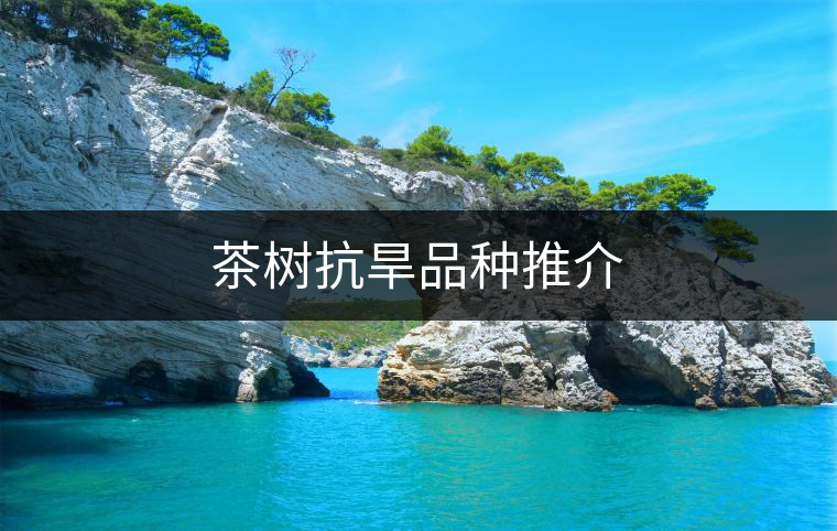 茶樹(shù)抗旱品種推介