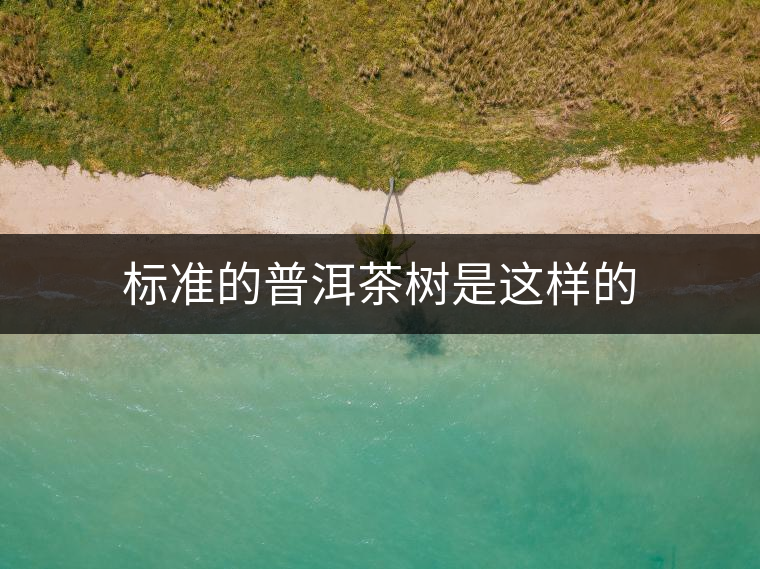標(biāo)準(zhǔn)的普洱茶樹是這樣的 標(biāo)準(zhǔn)的普洱茶樹是這樣的