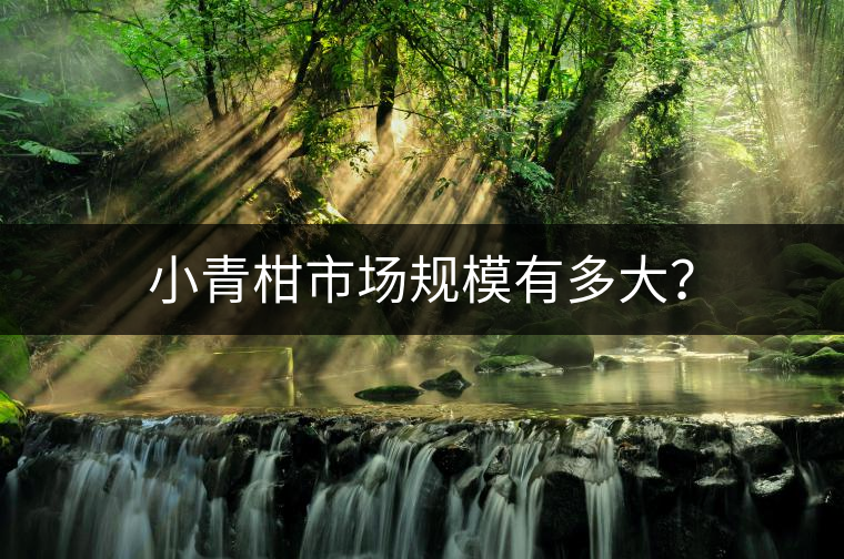 小青柑市場(chǎng)規(guī)模有多大？