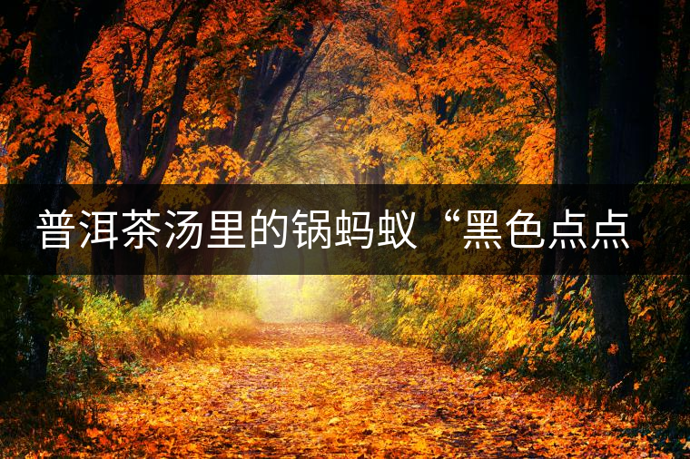 普洱茶湯里的鍋螞蟻“黑色點(diǎn)點(diǎn)”要如何處理和預(yù)防？