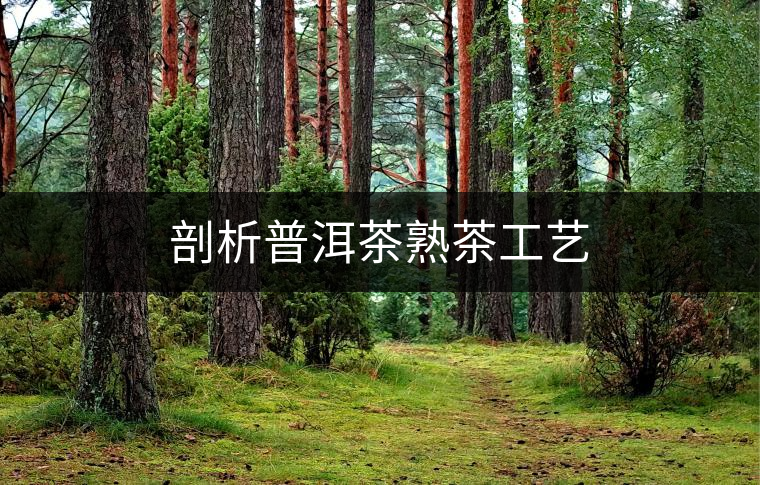 剖析普洱茶熟茶工藝 剖析普洱茶熟茶工藝