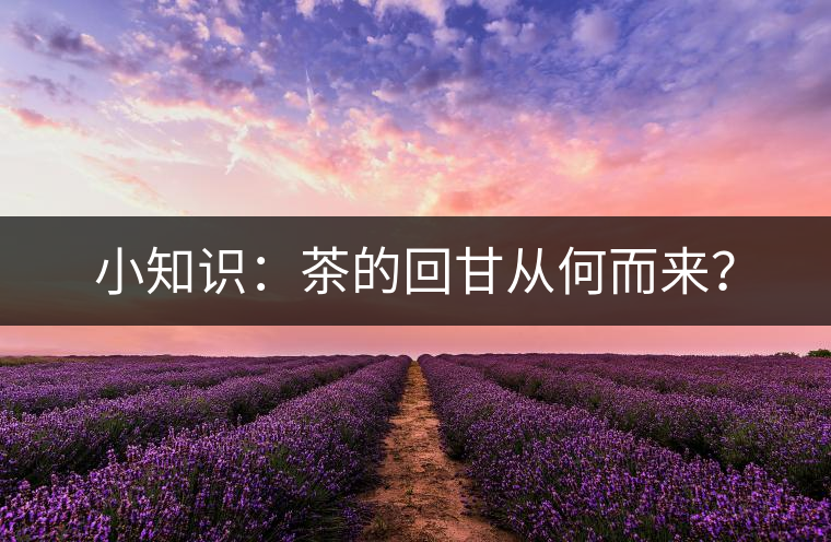 小知識(shí)：茶的回甘從何而來？