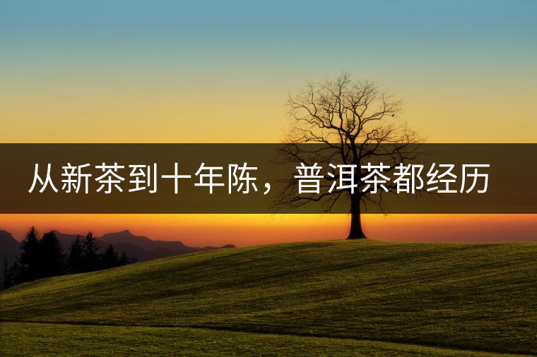 從新茶到十年陳，普洱茶都經(jīng)歷了什么？