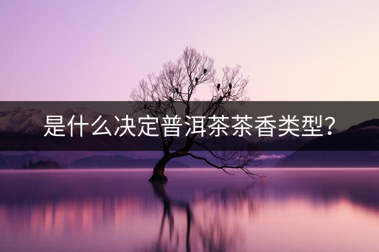 是什么決定普洱茶茶香類型？