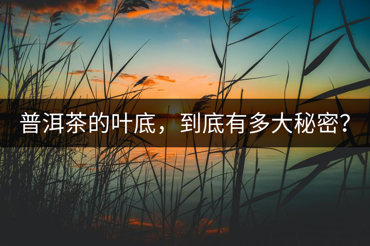 普洱茶的葉底，到底有多大秘密？