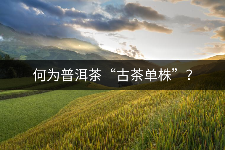 何為普洱茶“古茶單株”？