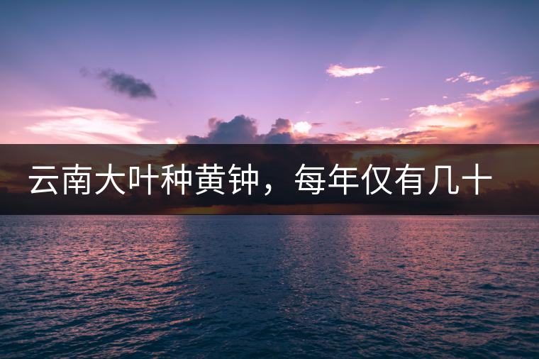 云南大葉種黃鐘，每年僅有幾十公斤的產(chǎn)量，堪稱茶界的“大熊貓”