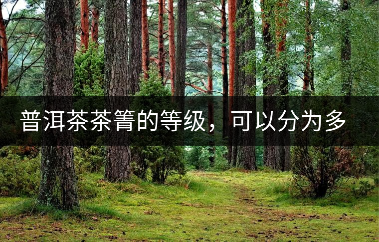 普洱茶茶箐的等級，可以分為多少級？