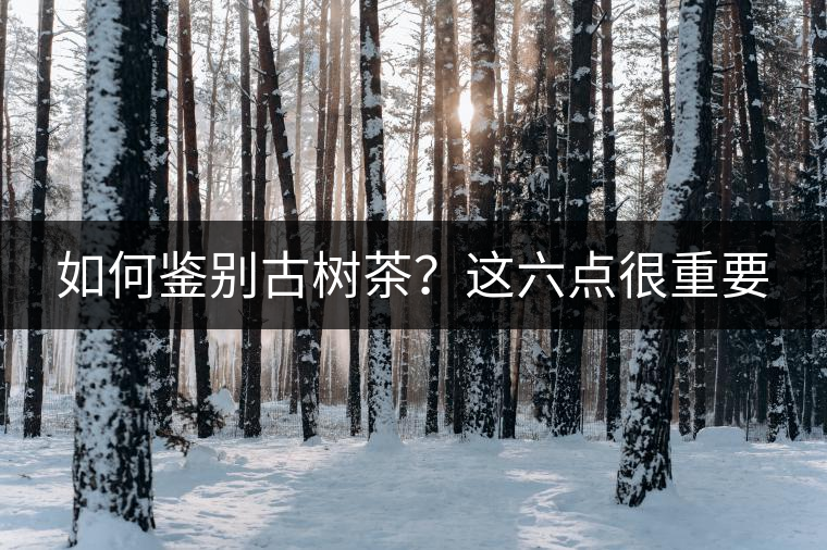 如何鑒別古樹(shù)茶?這六點(diǎn)很重要 如何鑒別古樹(shù)茶?這六點(diǎn)很重要