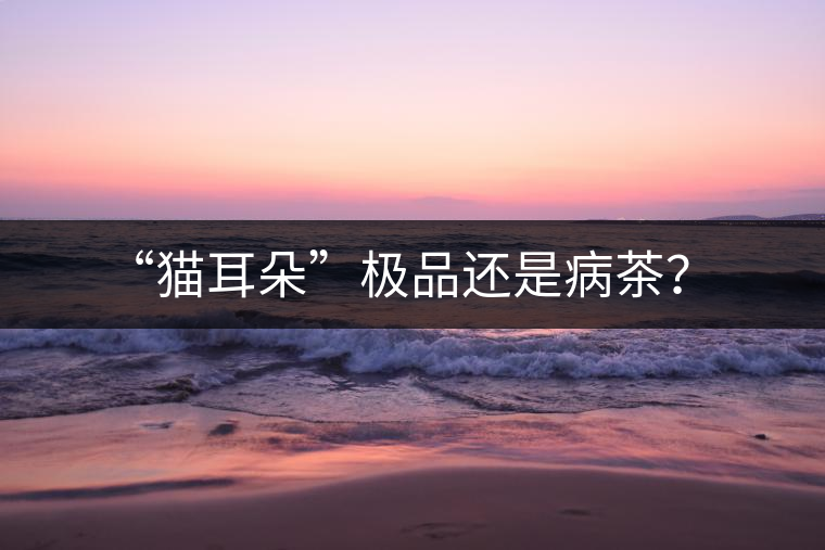 “貓耳朵”極品還是病茶？