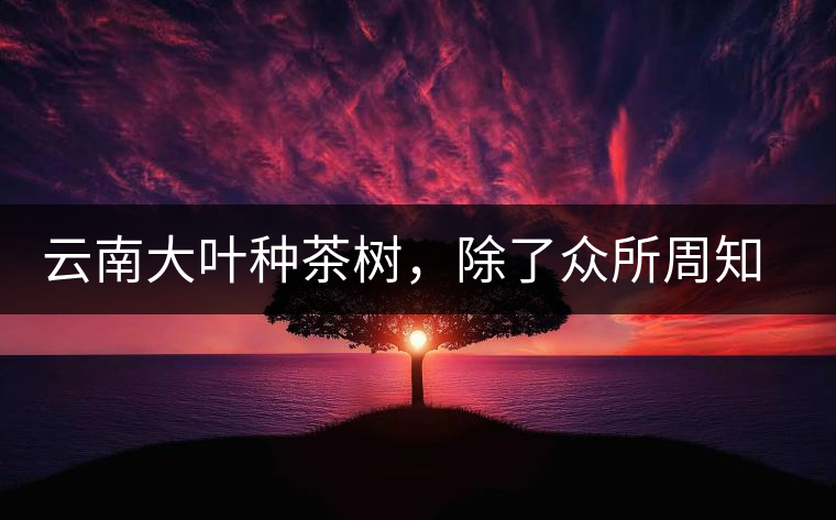 云南大葉種茶樹，除了眾所周知的“勐庫種”“勐海種”以外，還有那些品質(zhì)獨特的品種呢