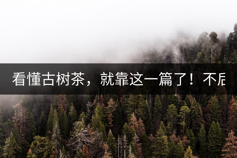 看懂古樹茶，就靠這一篇了！不后悔!