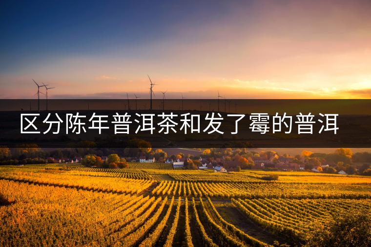 區(qū)分陳年普洱茶和發(fā)了霉的普洱有什么不同？