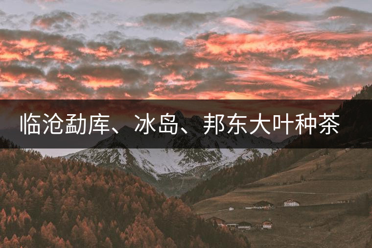臨滄勐庫、冰島、邦東大葉種茶的解析