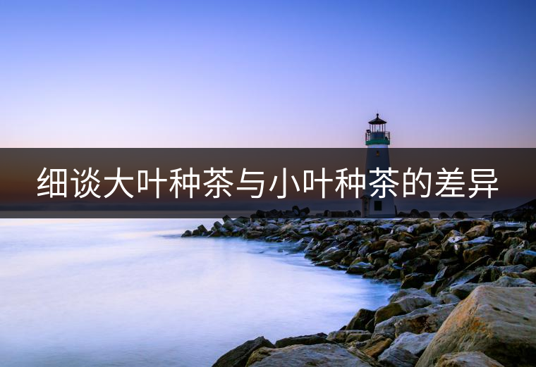 細談大葉種茶與小葉種茶的差異 細談大葉種茶與小葉種茶的差異