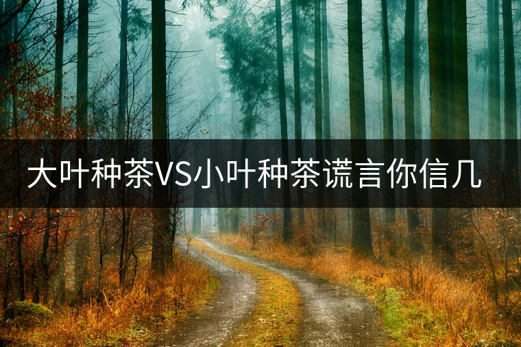 大葉種茶VS小葉種茶謊言你信幾個？