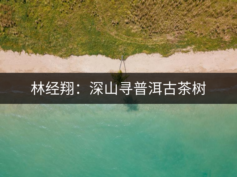 林經(jīng)翔:深山尋普洱古茶樹(shù) 林經(jīng)翔:深山尋普洱古茶樹(shù)