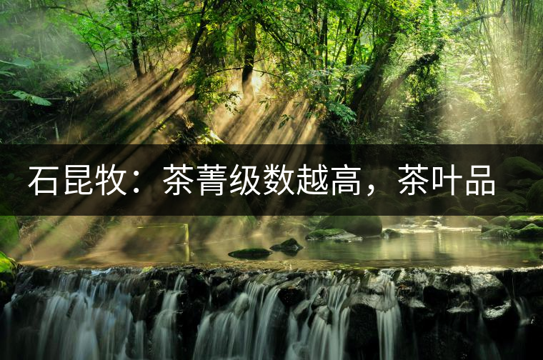 石昆牧：茶菁級(jí)數(shù)越高，茶葉品質(zhì)就越好？