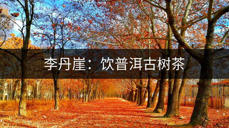 李丹崖:飲普洱古樹茶 李丹崖:飲普洱古樹茶