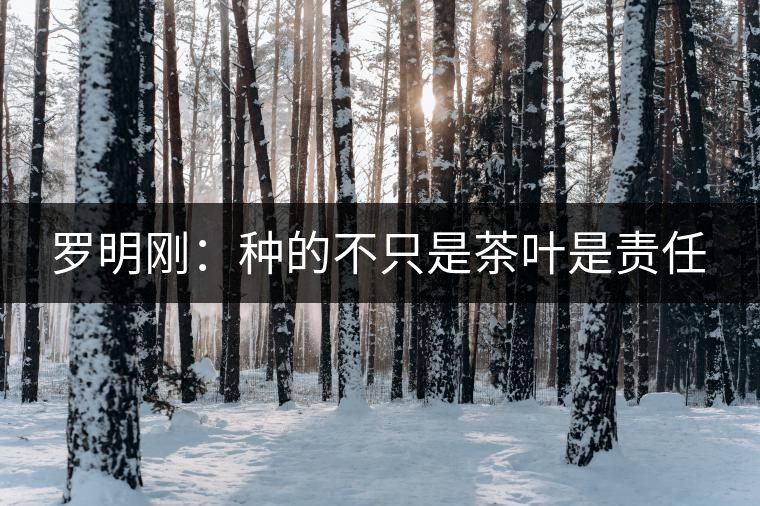 羅明剛：種的不只是茶葉是責任