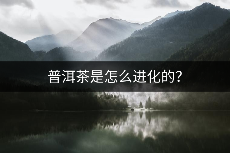 普洱茶是怎么進化的？