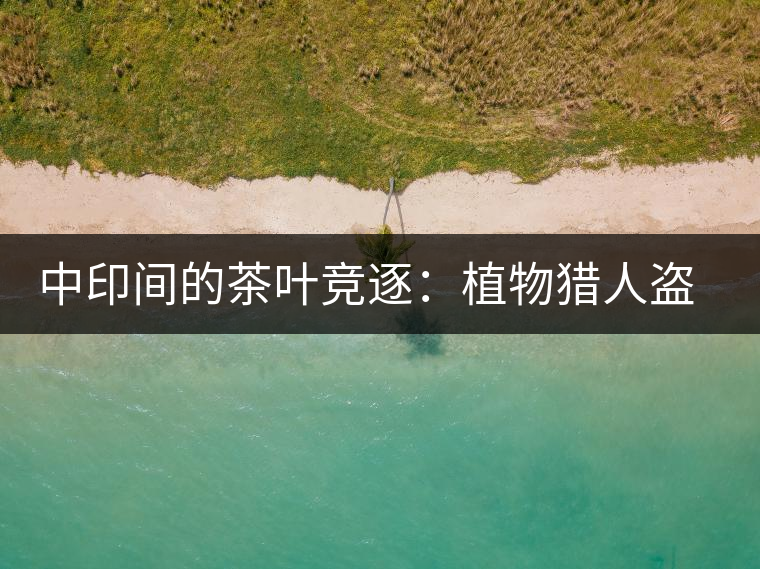中印間的茶葉競逐：植物獵人盜走中國茶種，改變世界茶葉貿(mào)易版圖