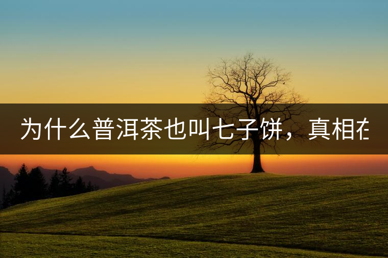 為什么普洱茶也叫七子餅，真相在這里！