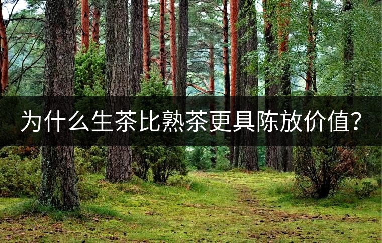 為什么生茶比熟茶更具陳放價(jià)值？