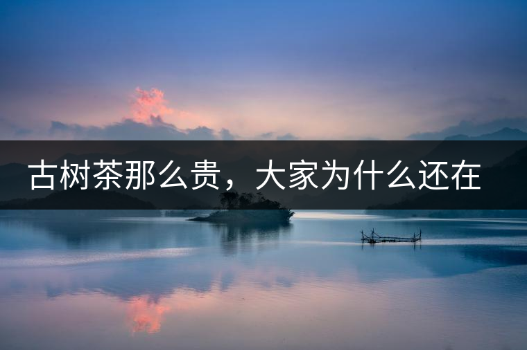 古樹茶那么貴，大家為什么還在瘋狂追求？