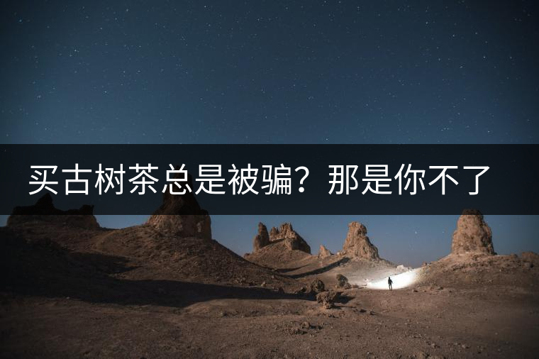買古樹茶總是被騙？那是你不了解古樹茶的十大真相