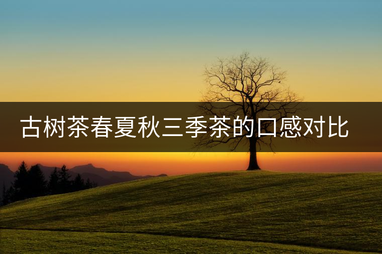 古樹茶春夏秋三季茶的口感對比，尤其是回甘方面有什么不同？