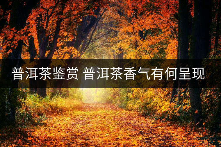 普洱茶鑒賞 普洱茶香氣有何呈現(xiàn)？