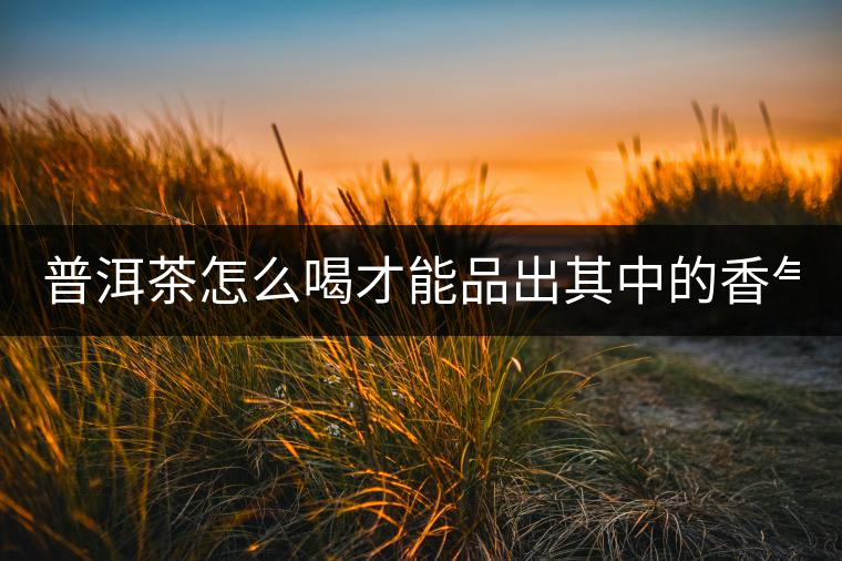 普洱茶怎么喝才能品出其中的香氣？