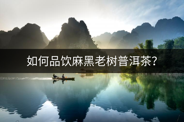 如何品飲麻黑老樹普洱茶？