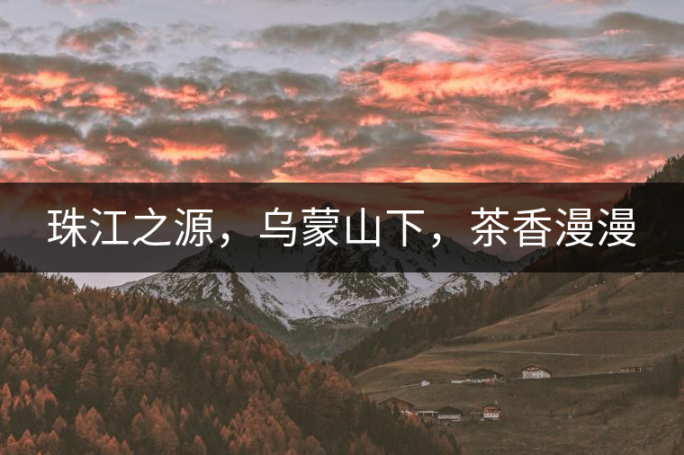 珠江之源，烏蒙山下，茶香漫漫
