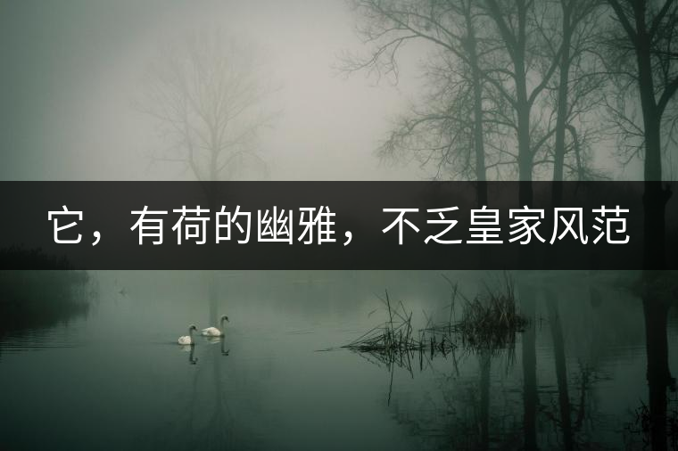 它，有荷的幽雅，不乏皇家風(fēng)范