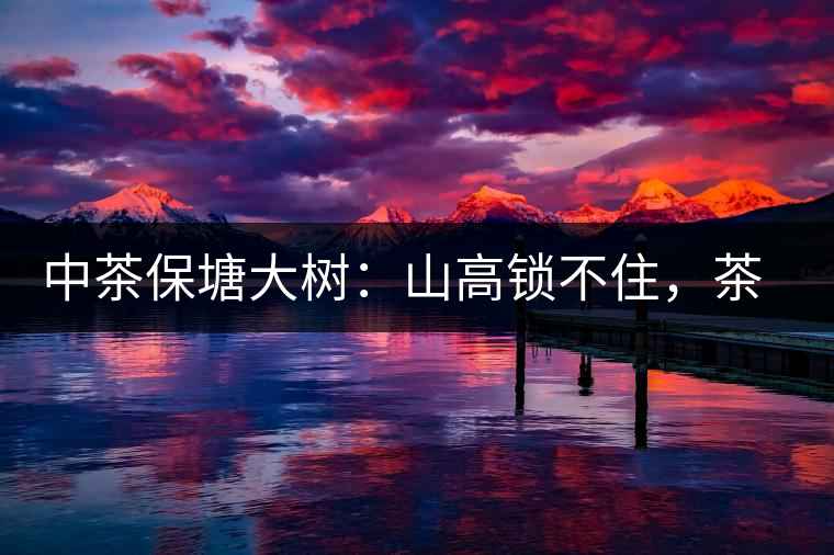 中茶保塘大樹：山高鎖不住，茶好名自傳