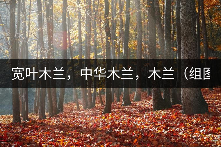 寬葉木蘭，中華木蘭，木蘭（組圖）