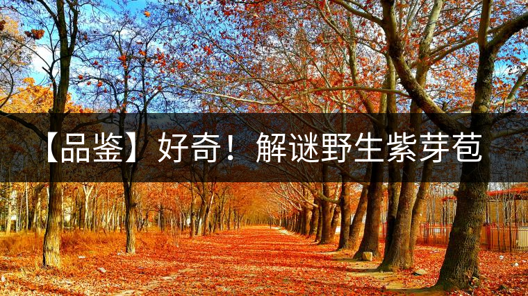 【品鑒】好奇！解謎野生紫芽苞的口感