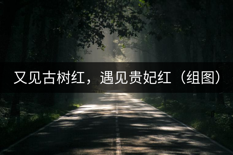 又見古樹紅，遇見貴妃紅（組圖）