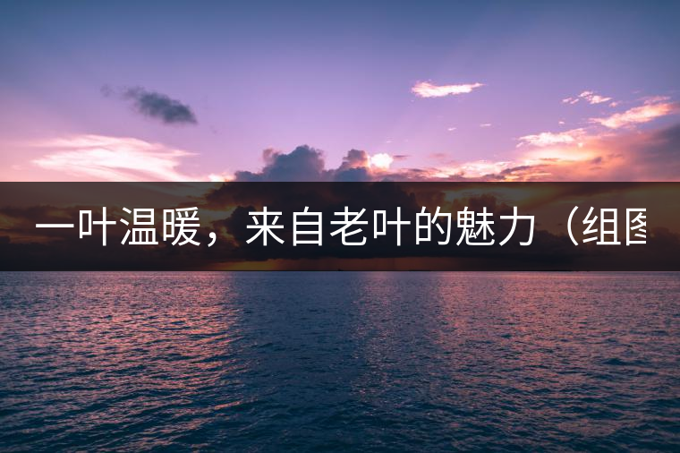 一葉溫暖，來(lái)自老葉的魅力（組圖）