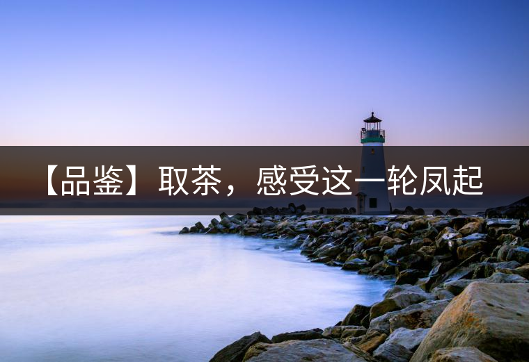 【品鑒】取茶，感受這一輪鳳起古茶的魅力