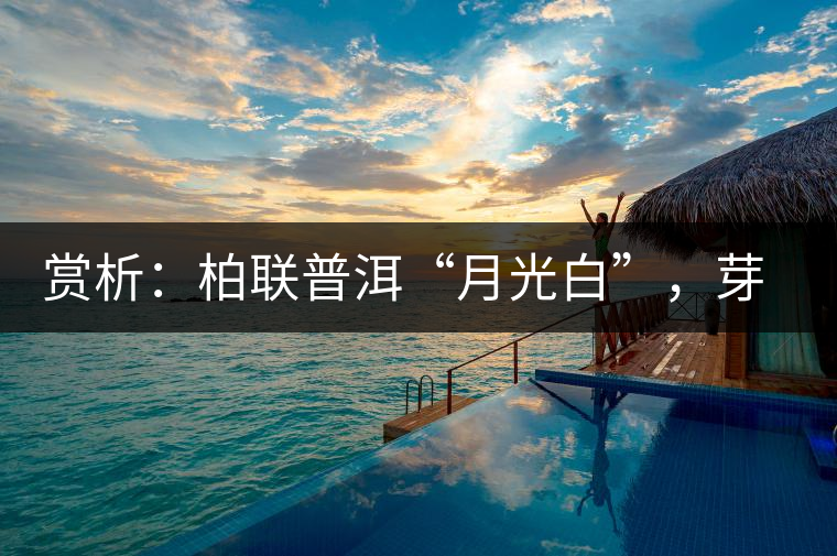 賞析：柏聯(lián)普洱“月光白”，芽白葉黑香甜四溢