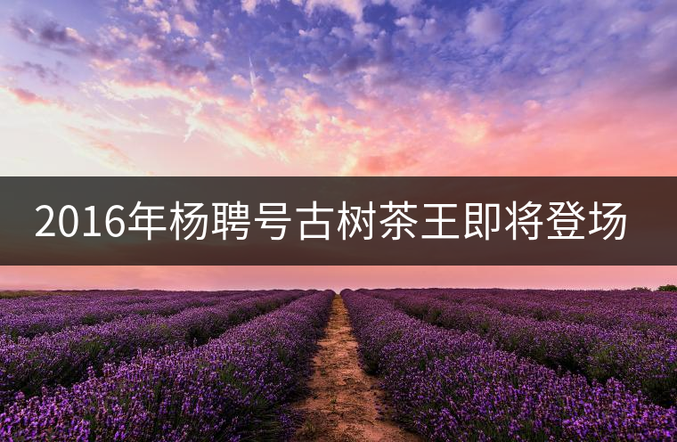 2016年楊聘號古樹茶王即將登場！