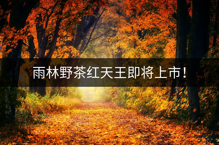 雨林野茶紅天王即將上市！