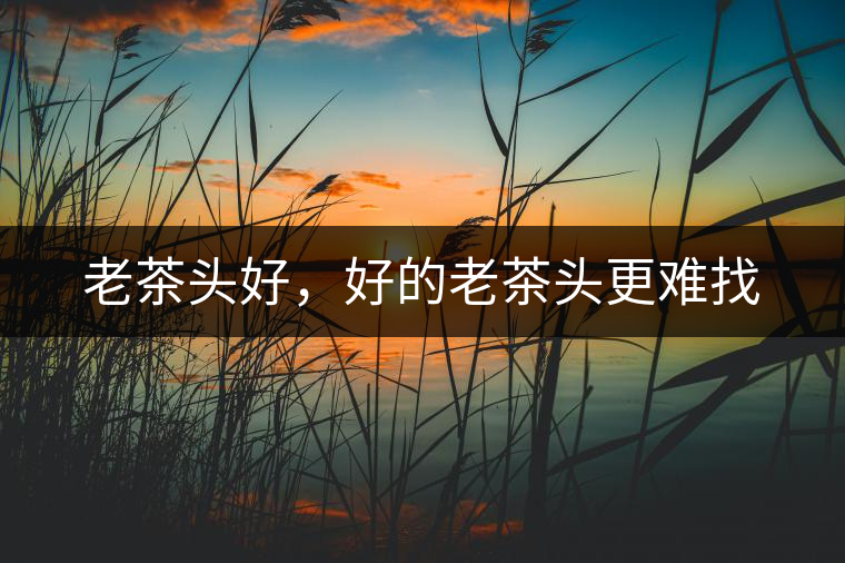 老茶頭好，好的老茶頭更難找