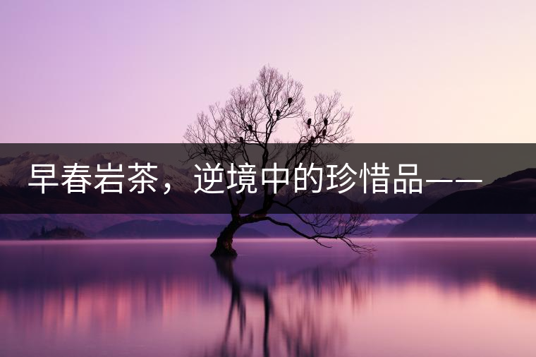 早春巖茶，逆境中的珍惜品——“邦東古樹茶”隆重上市